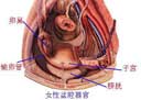 北京盆腔积液是怎么引起的